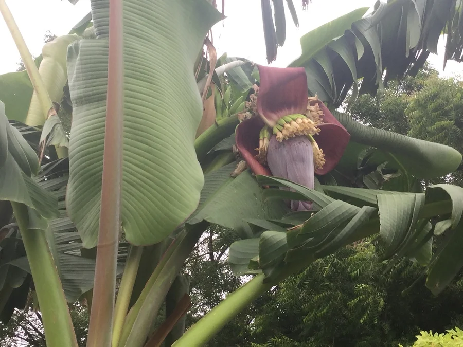 banana flower